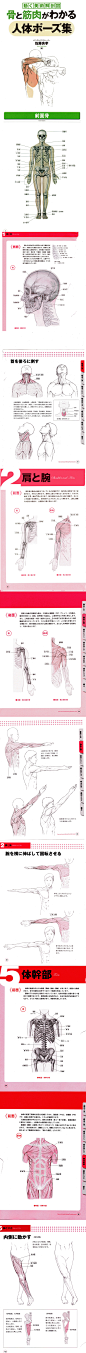 各种漫画 人体透视骨骼和肌肉参考 形体绘画方法 速写临摹参考-淘宝网