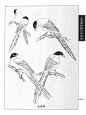 工笔画鸟线描图——灰喜鹊