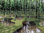 mooool-Water-garden1.jpg (2000×1500)