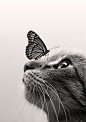 CatButterfly ColorSepia by Dorien Soyez: 