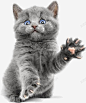 可爱招呼猫咪 设计图片 免费下载 页面网页 平面电商 创意素材