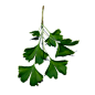 银杏Ginkgo biloba