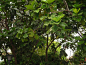 珍贵树种有国内仅存的大果红心木、国内最粗的印度紫檀、从新西兰等国引种的各类珍稀果...