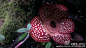 Rafflesia pricei 