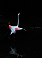 爱丽丝梦境中的火烈鸟，正悠闲的漫步在广州的南沙湿地公园。