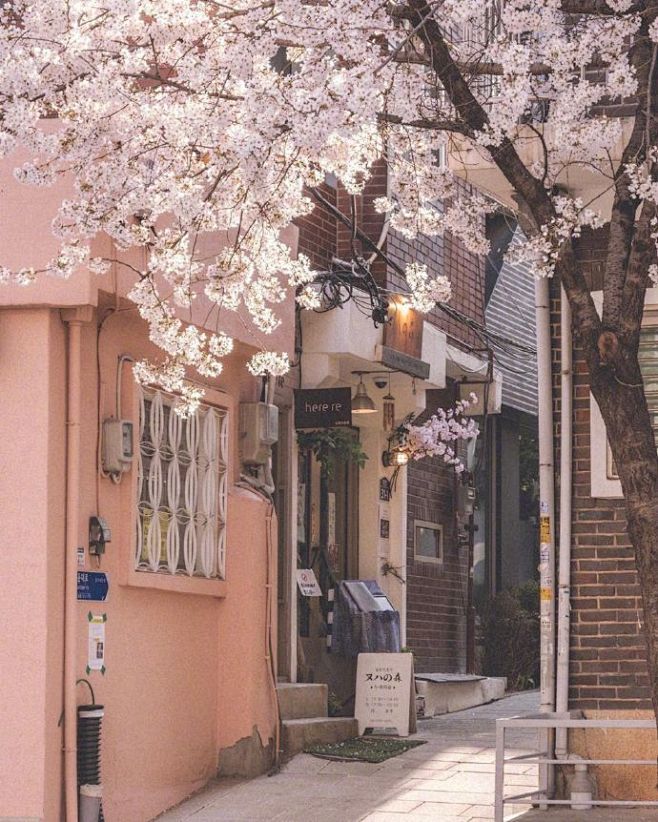 樱花树下的小店 ​​​​