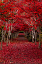 红森林，北海道，日本