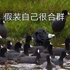 沙雕表情包更新，拿图互动

好心动，好想买
猛男之怒
假装自己很合群
本爸爸不想看见你
还真拿自己当回事了...展开全文c