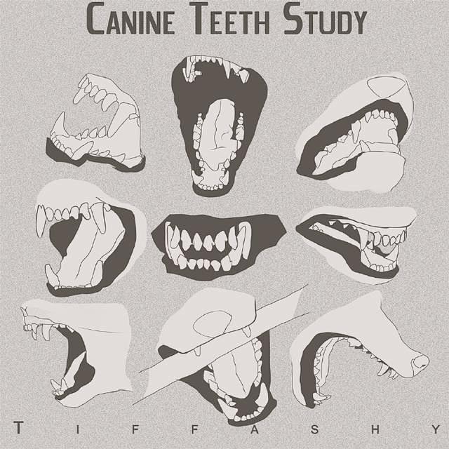 犬科动物绘画参考