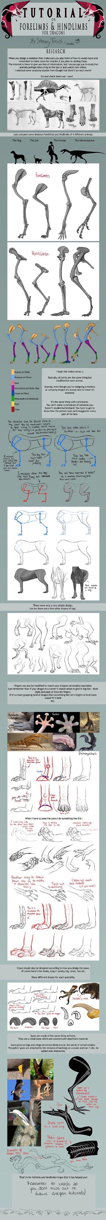 一个关于动物绘画中基本解剖结构使用的英文...