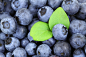 背景, 浆果, 蓝色, 蓝莓, 食品, 新鲜, 水果, 多汁, 叶, 模式, 原, 成熟, 维生素
