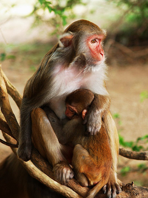 动物的母爱亲情