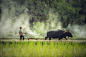 Farmer plowing with water buffalo in Thailand by Pramote Polyamate on 500px