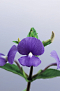 美丽鲜花
