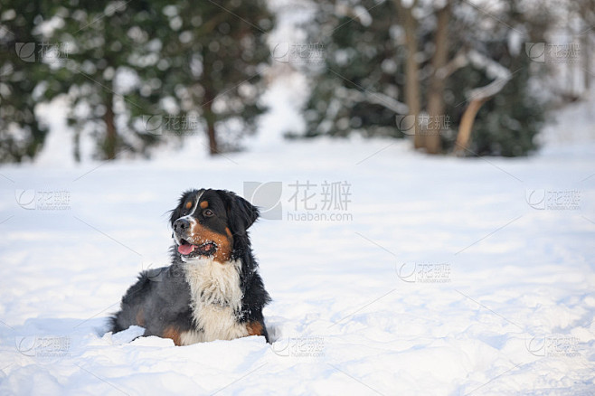 伯尔尼兹山犬