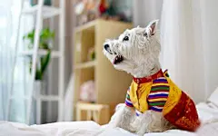 超好看电脑桌面壁纸_百度图片搜索