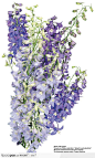 花艺花束-一朵浅紫色的花