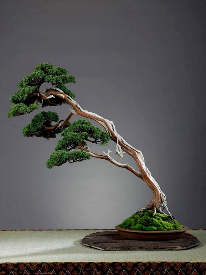 Shimpaku Juniper?