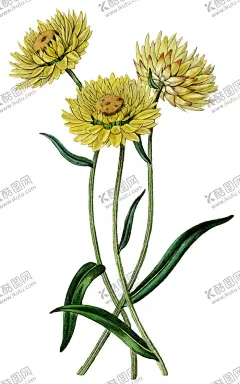 手绘复古花卉 【酷图网】手绘,插画,背景,海报,banner,广告,宣传,复古,怀旧,做旧,中国风,中国,传统,古典,经典,纹理,纹样,花,花纹,花卉,复古花纹,复古背景,配色,色调渐变,渐层,水彩,彩色,水墨,水彩画,水墨画,矢量,传统纹样,分层,元素,素材,植物