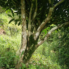 小牛牛采集到古树-茶树