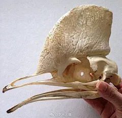 1.猫头骨 2.老虎头骨 3. 河马的头骨 4.马... 来自艺术不落 - 微博