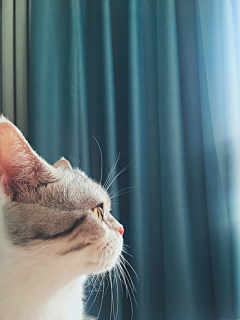 疯子不会想采集到M-猫啊狗啊