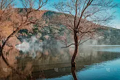 湖水涨了起来，树还在水里。