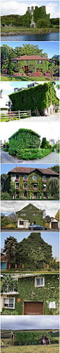 全球被植物覆盖的优雅建筑_中国建筑绿化网