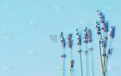 概念,紫色,极简构图,明亮,风景,平铺,熏衣草,蓝色背景,花,布置