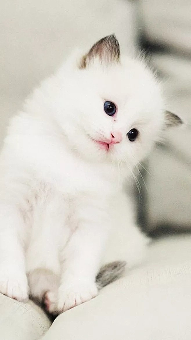 动物 猫咪 狗呆萌 喵星可爱 宠物 自然.