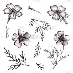 一套黑色手绘花。Thin-leaved金盏花草图。