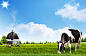 牧场奶牛太阳草原绿草地背景素材背景图片素材
