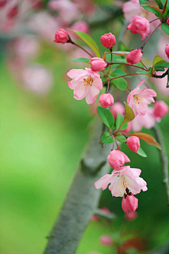 王振卫采集到花