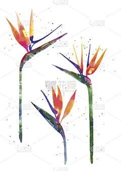 天堂鸟花,仅一朵花,水彩画,结婚请柬,荧光色,贺卡,纹理效果,绘画插图,古典式,明亮