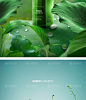 天然绿色植物精华护肤品化妆品美妆广告宣传海报PSD设计素材模板-淘宝网