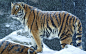 General 1920x1200 Bengal tigers snow wildlife mountains