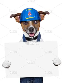 工匠,狗,杰克拉瑟短腿犬,垂直画幅,在下面,留白,易接近性,梗犬,动物身体部位,建筑业