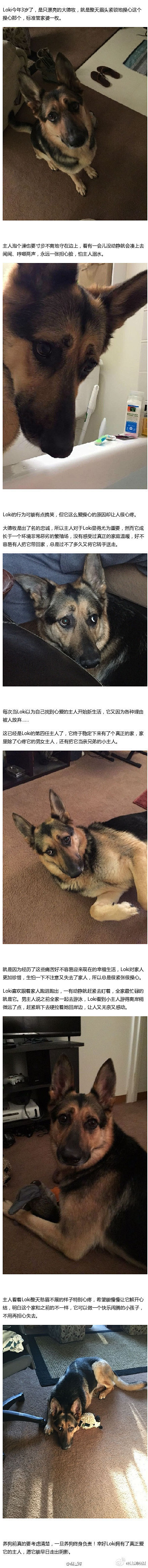 国外一网友分享了自家的管家婆德牧Loki...