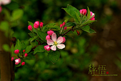 风语小战士采集到花红
