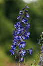 Delphinium elatum 高翠雀花