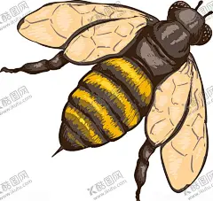 蜜蜂 【酷图网】蜜蜂,蜂蜜,昆虫,手绘,插画,Ai矢量,图片素材