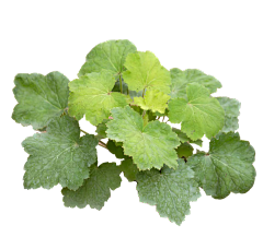 薄荷禾采集到植物免抠素材(标名字)