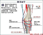 用30个人体解剖图来了解自己