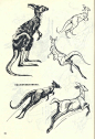 赓•郝尔托格伦《动物画技法》 画动物类插画 不了解结构怎么行