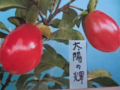 花巷松林#2013日本进口老鸦柿~ローヤ柿~太阳の辉