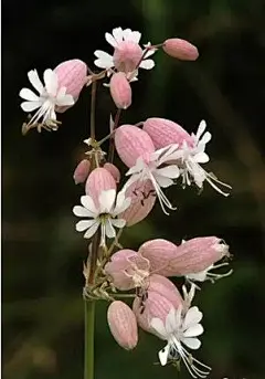 白玉草 Silene vulgaris
