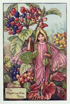 爱画画的小呆毛采集到Cicely Mary Barker