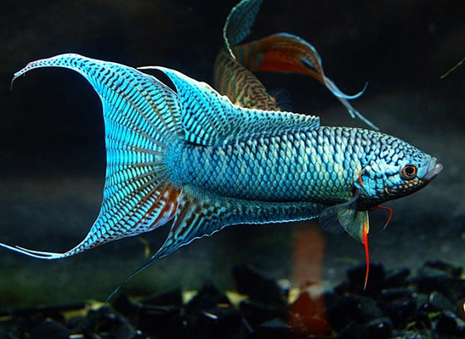 再发杂蓝狂热斗鱼中国斗鱼中国斗鱼论坛斗鱼图片paradisefish中国斗鱼