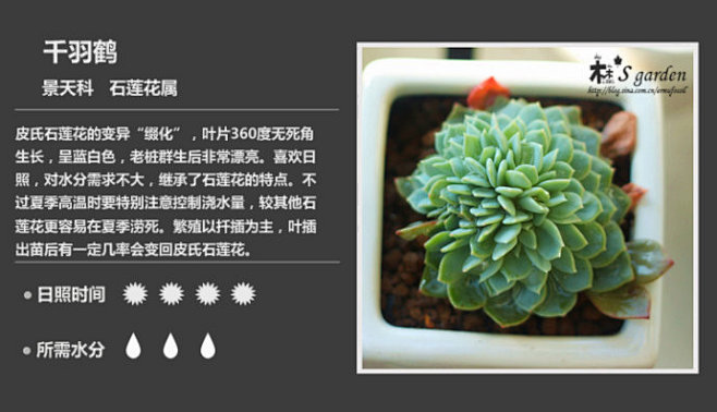 新增50枚-常见多肉植物图鉴