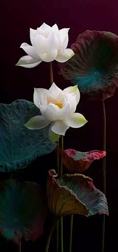 小茄子酱采集到花